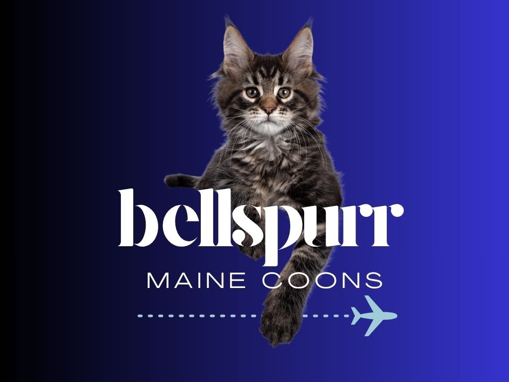 Bellspurr Maine Coons logo