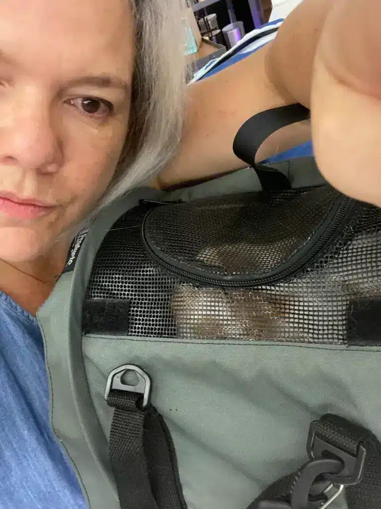 Bellspurr traveling comfortably with maine coons