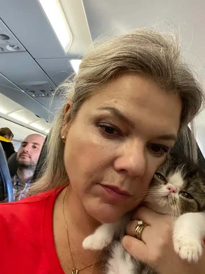 Kitten Delivery in Las Vegas Nevada