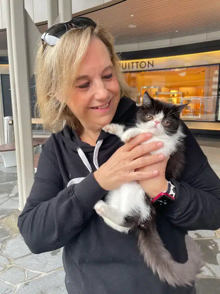 Maine Coon Kitten in Los Angeles