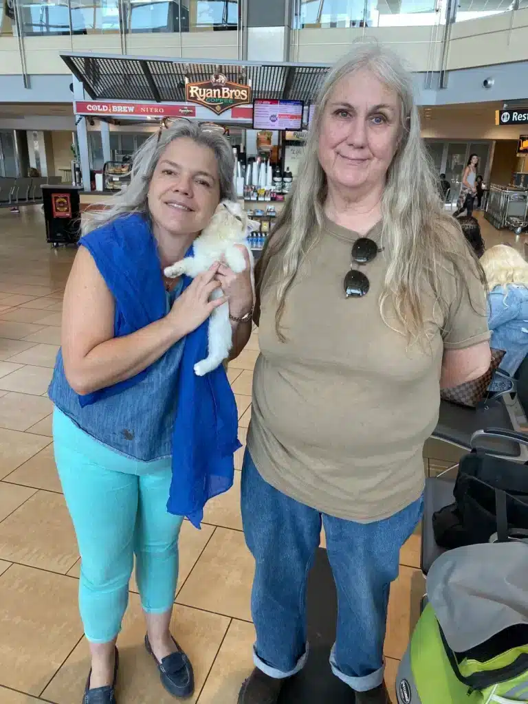 Kitten Delivery San Diego California