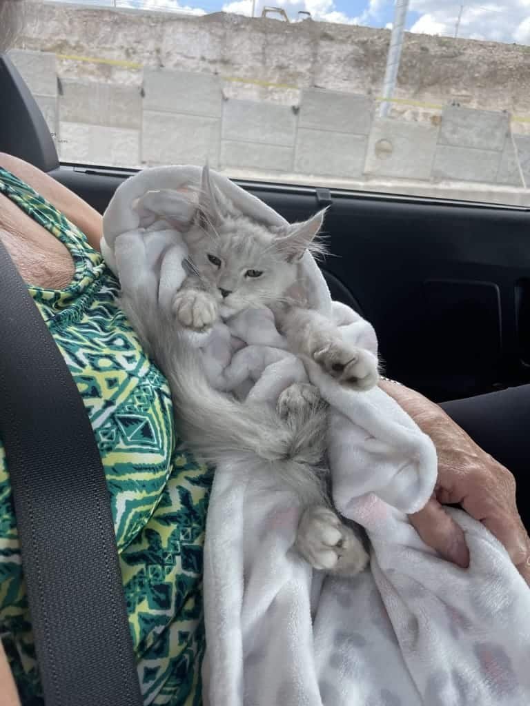 Bellspurr tips for a smooth car trip with a maine coon cat