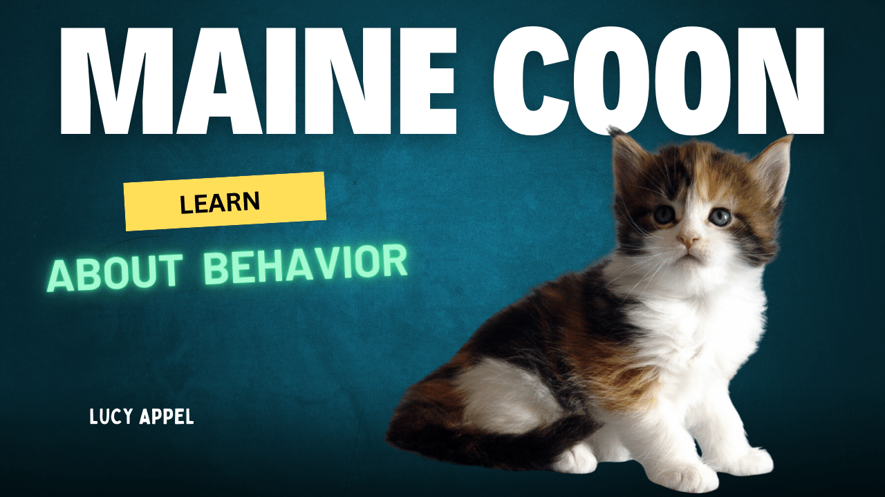 Learn about maine coon kitten behavior