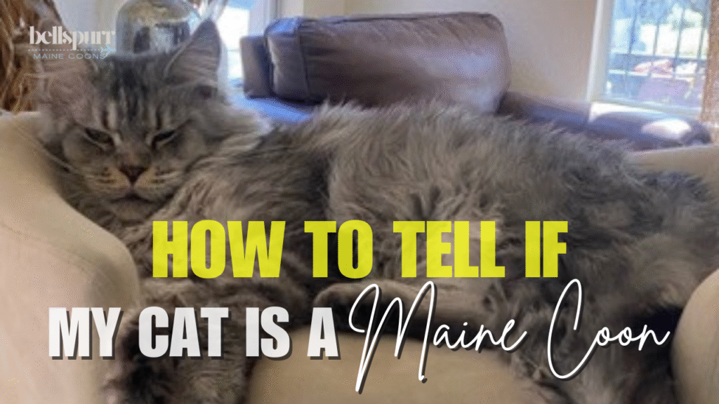 Maine Coon cat lounging on a couch with text overlay "How to Tell if My Cat is a Maine Coon," featuring Bellspurr branding.