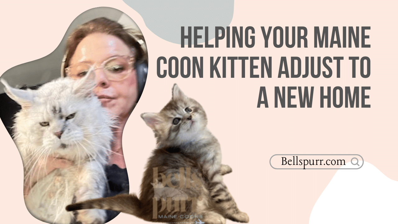 Helping Your Maine Coon Kitten Adjust to a New Home