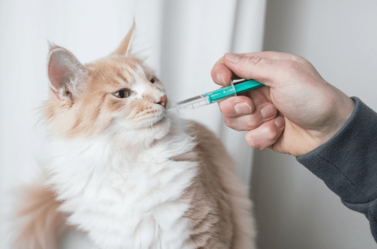 Maine Coon Lifespan   Healthy Maine Coon Kitten   Maine Coon Life Expectancy