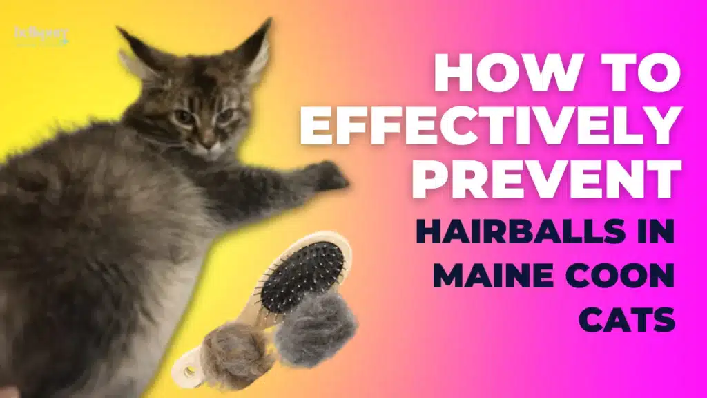 How-to-Effectively-Prevent-Hairballs-in-Maine-Coon-Cats