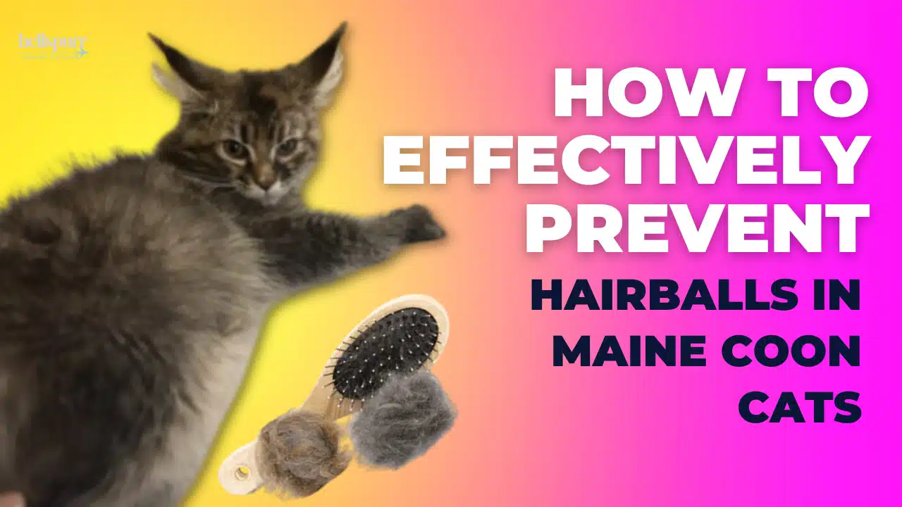 How to effectively prevent hairballs in maine coon cats