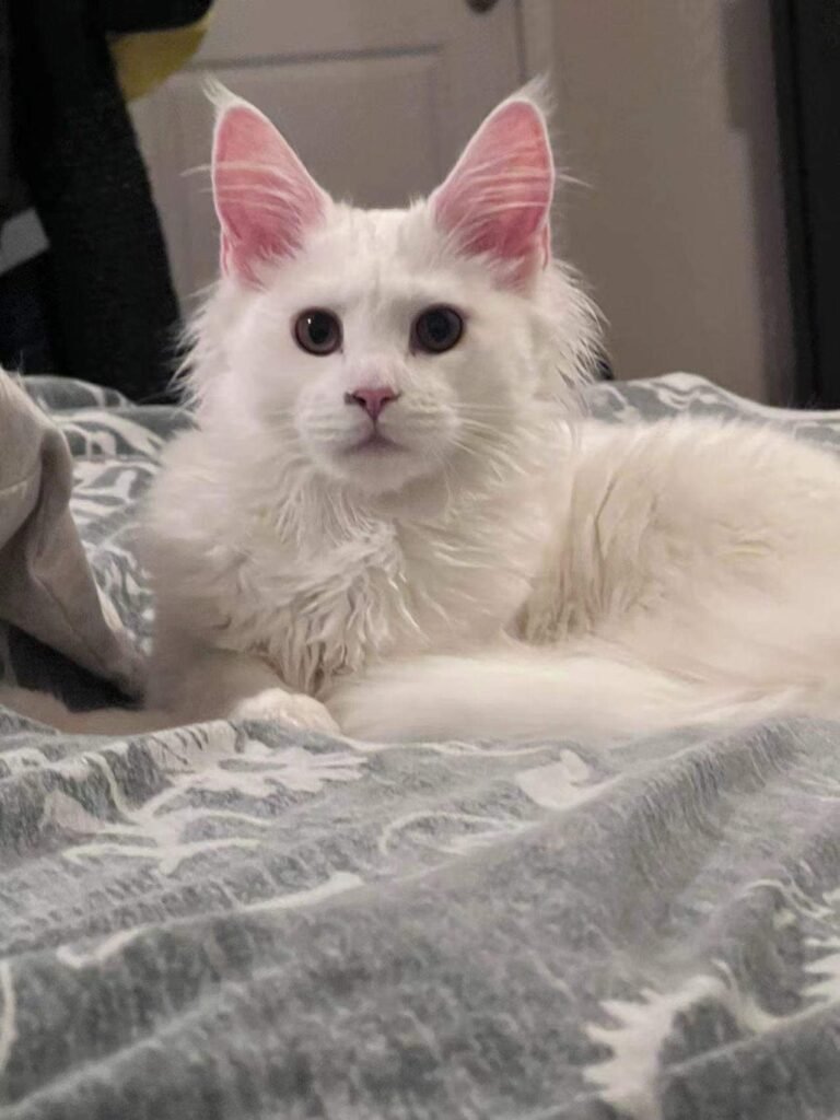 White Maine Coon kitten
