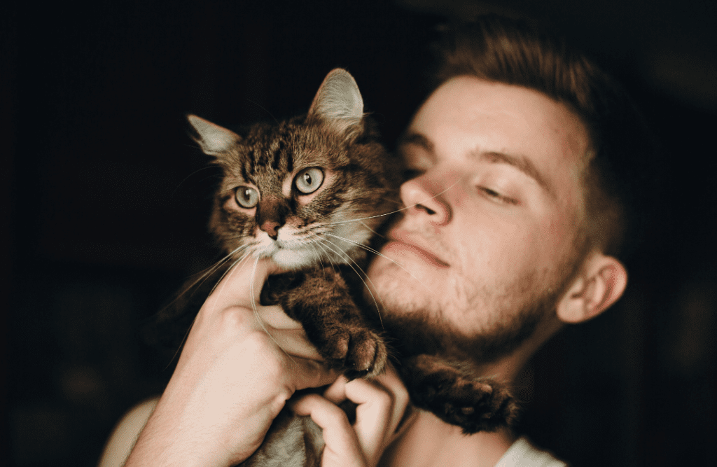 Adopting a Retired Maine Coon