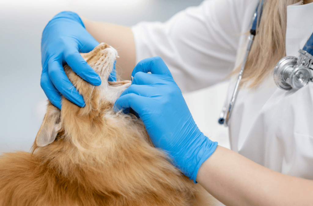 Maine Coon Dental Care