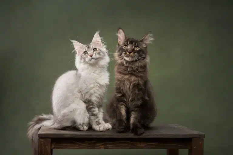 Bellspurr Male Vs Female Maine Coon Cats