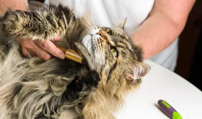 Bellspurr Maine Coon Hair Balls