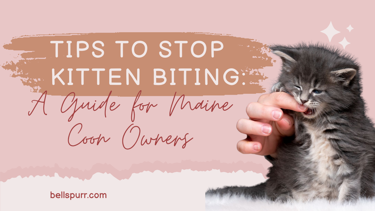 Tips to Stop Kitten Biting guide featuring a Maine Coon kitten gently biting a person's hand, with text overlay highlighting behavior management for Maine Coon owners.