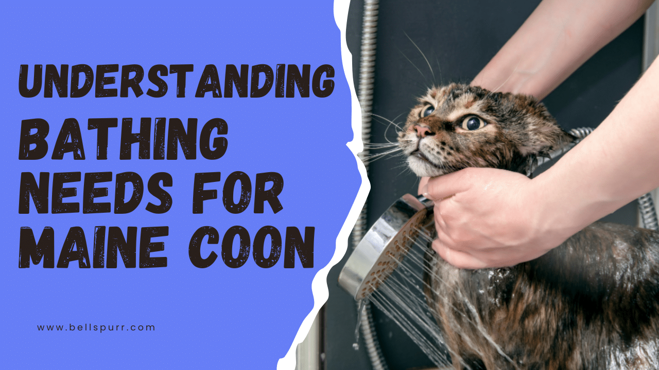 Bellspurr understanding bathing  needs for  maine  coon