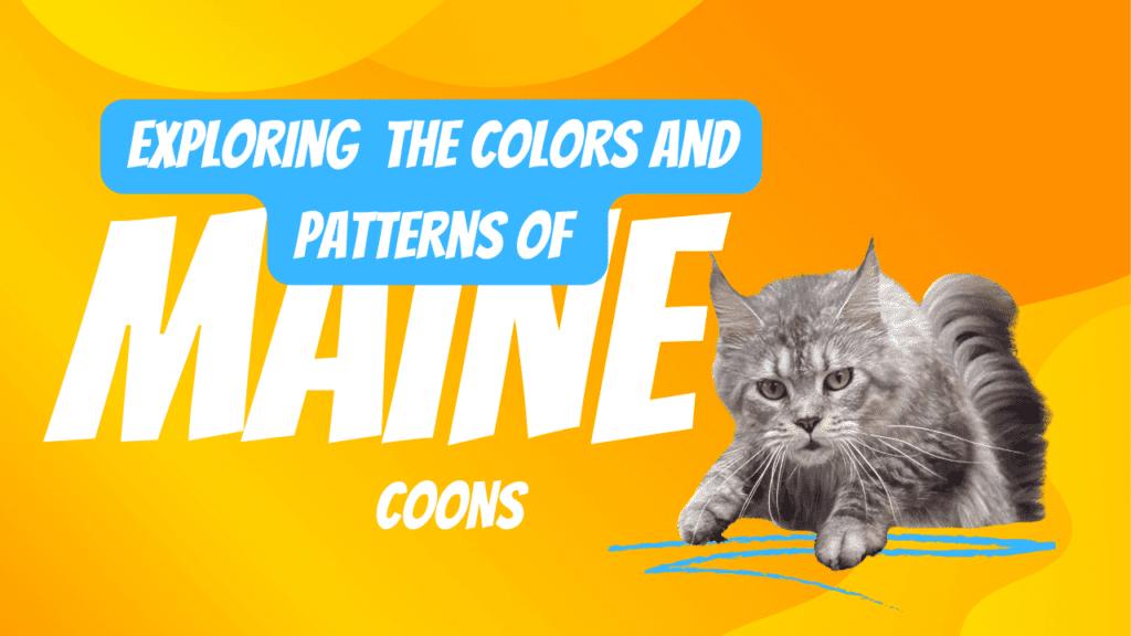 Maine Coon cat with long fur against a vibrant orange background, featuring text "Exploring the Colors and Patterns of Maine Coons."
