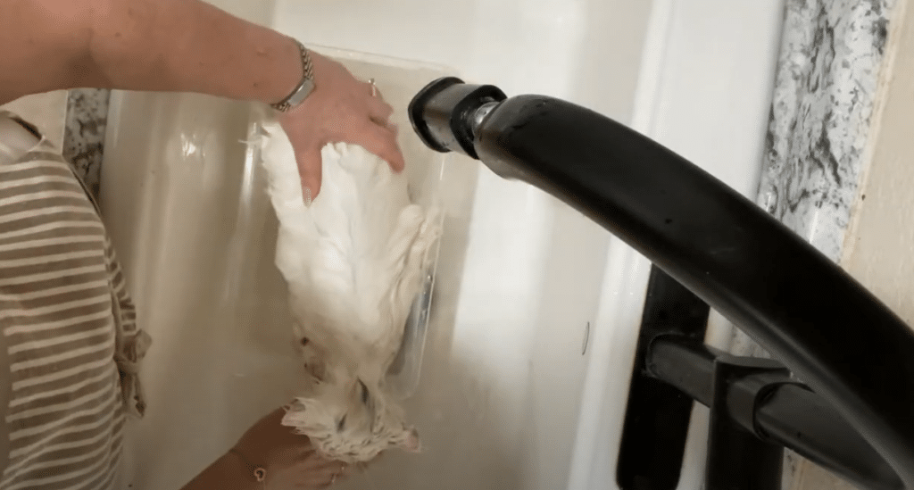 Bellspurr Understanding Bathing  Needs for  Maine  Coon