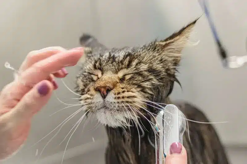 Bellspurr Understanding Bathing  Needs for  Maine  Coon
