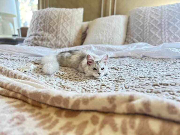 New Maine Coon Cat Laying on the Bed to Make Him Comfortable