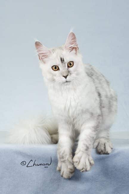 Our Black Silver Shaded Maine Coon Sire Von PalÜt Gentle Breeze