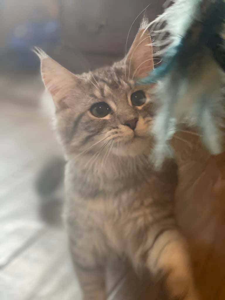 esmeralda-our-silver-maine-coon-queen-from-shaded-lines-is-the-mom-of-this-litter.