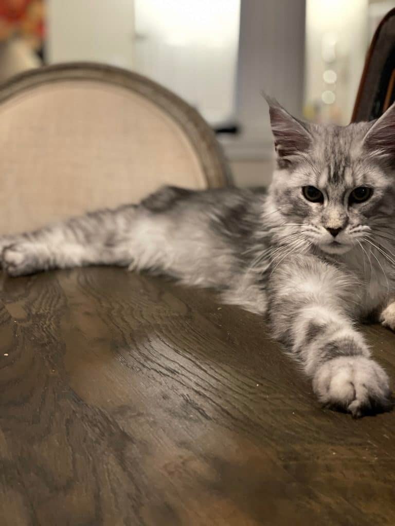 Black Silver Maine Coon Female Cat