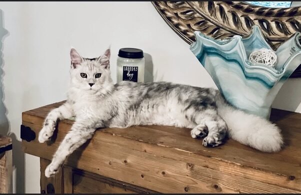 Opal Silver Shaded Big Maine Coon Female