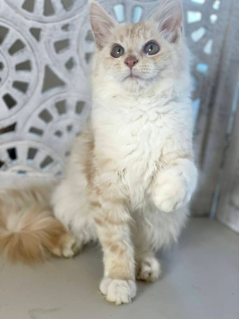 Cream-silver-maine-coon-cat-colors