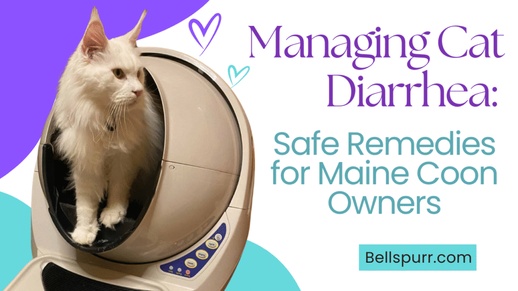 Managing Maine Coon Cat Diarrhea