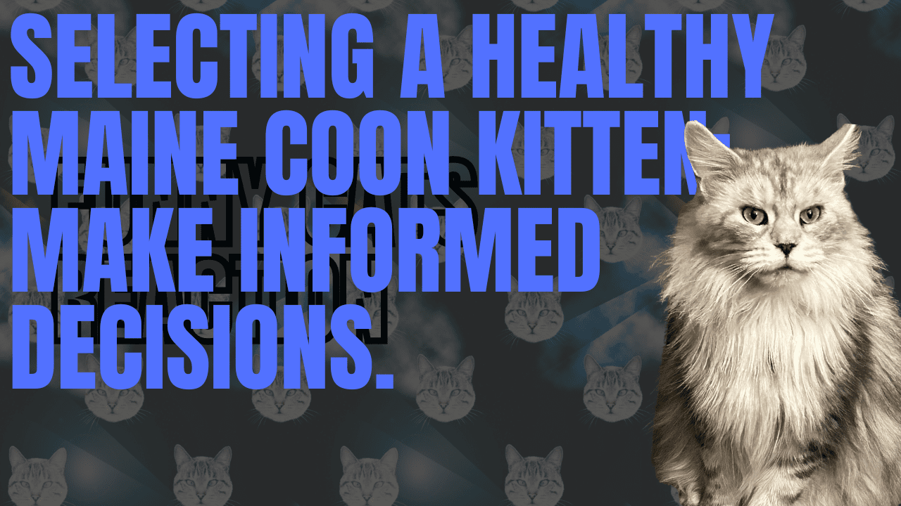 Selecting a healthy maine coon kitten make informed decisions