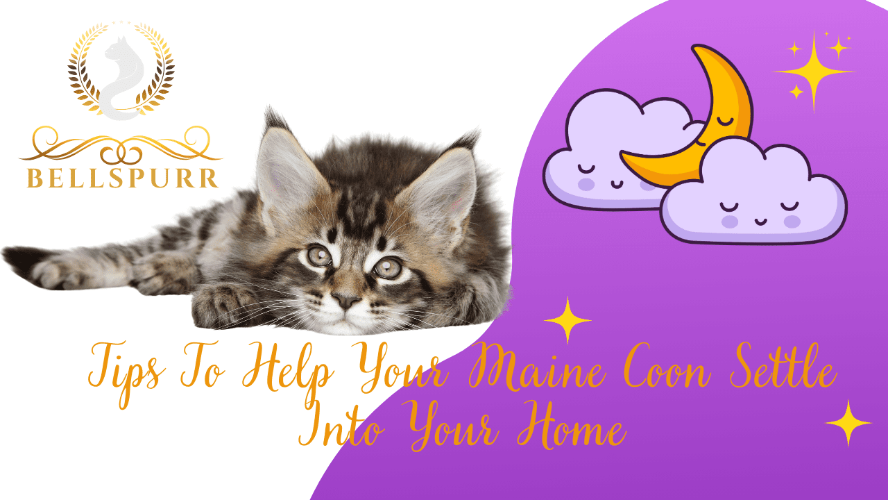 Tips to help your maine coon settle into your home