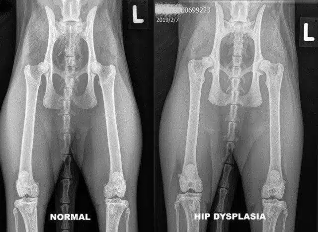 Maine Coon Lifespan Hipdysplasia of Maine Coon Bellspurr