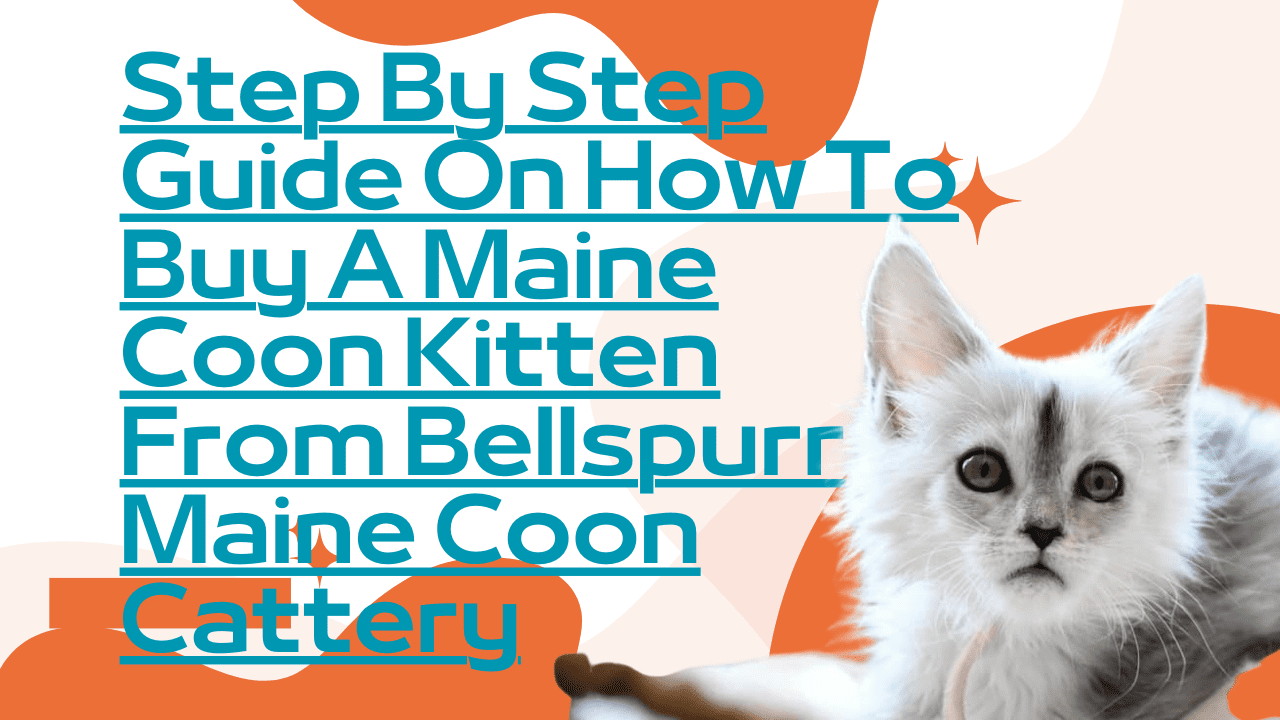 How to buy a maine coon kitten