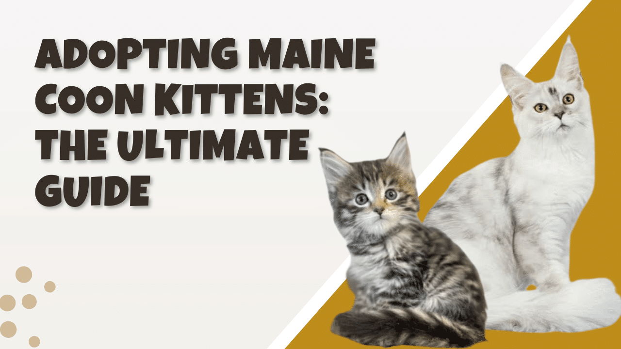 Bellspurr Adopting Maine Coon Kittens the Ultimate Guide