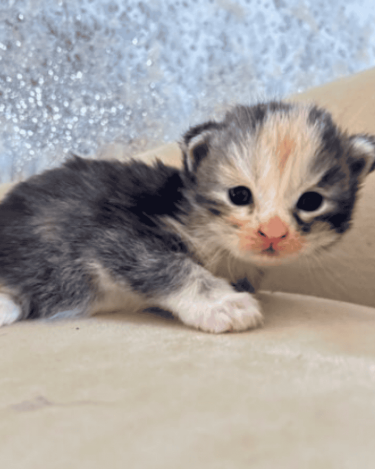 Calico Maine Coon Kittens for Sale in San Antonio