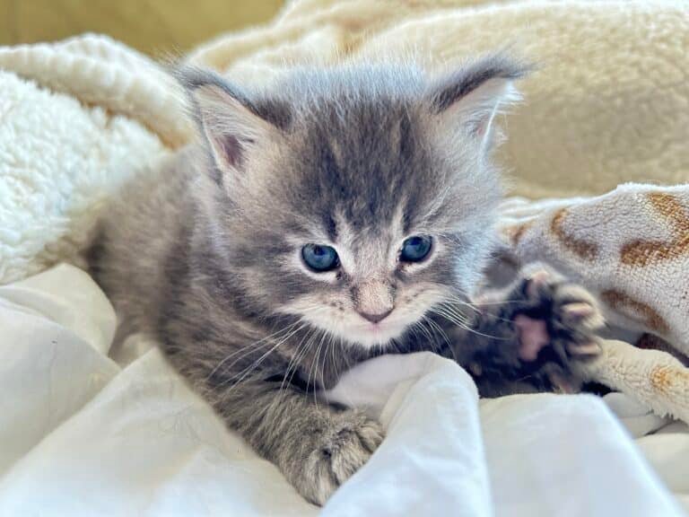 Maine Coon Rare Colors