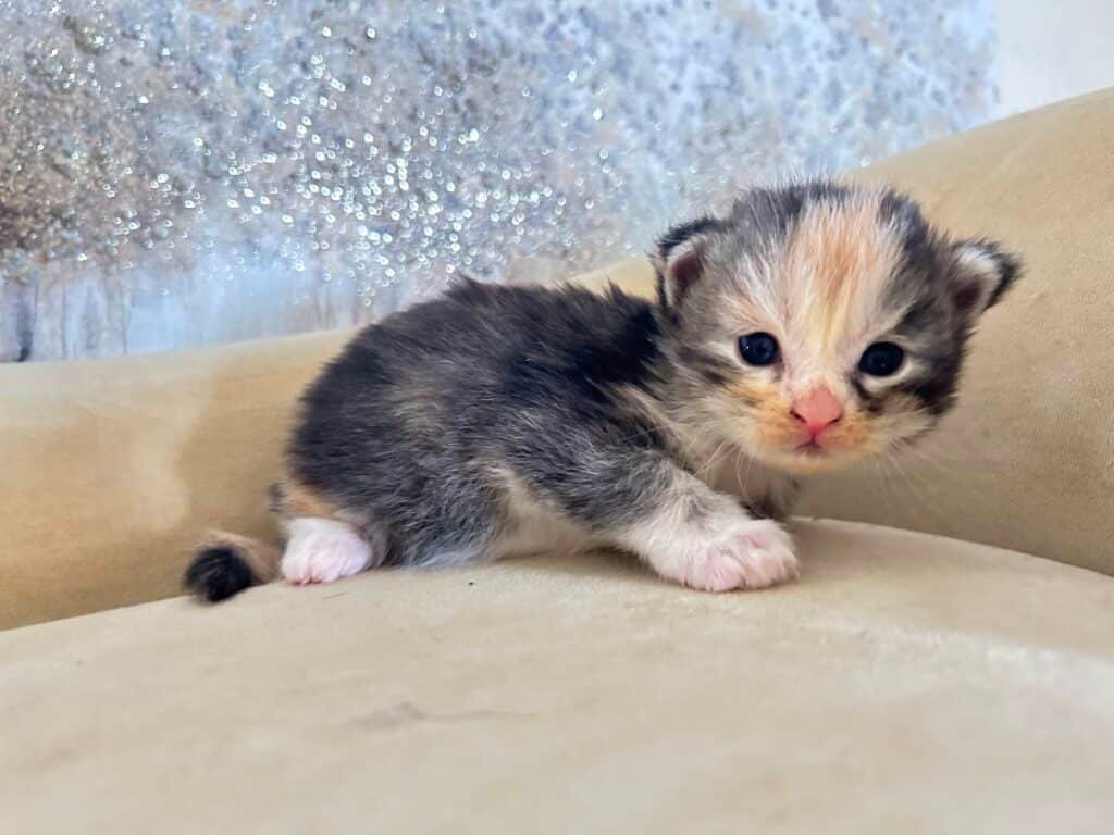 tortie-maine-coon-kitten-for-sale