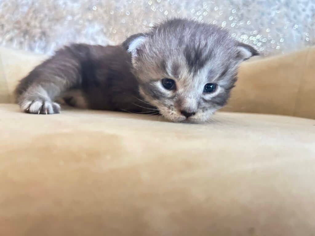 big-maine-coon-cats-for-sale