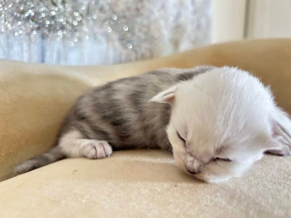 Black-silver-shaded-maine-coon-kitten