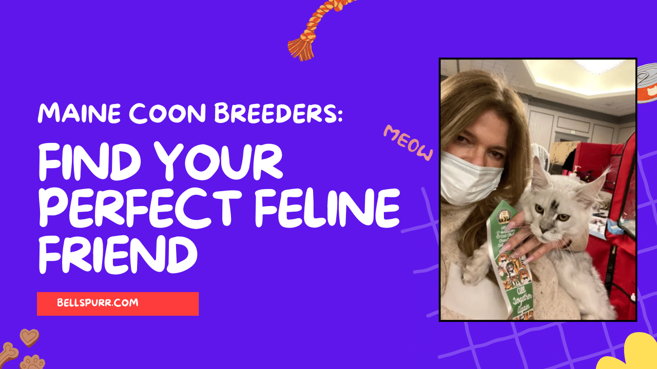 Maine coon breeders find your perfect feline friend
