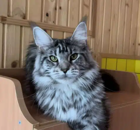 Texas Maine Coon Breeders