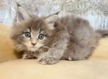 Texas Maine Coon Breeders