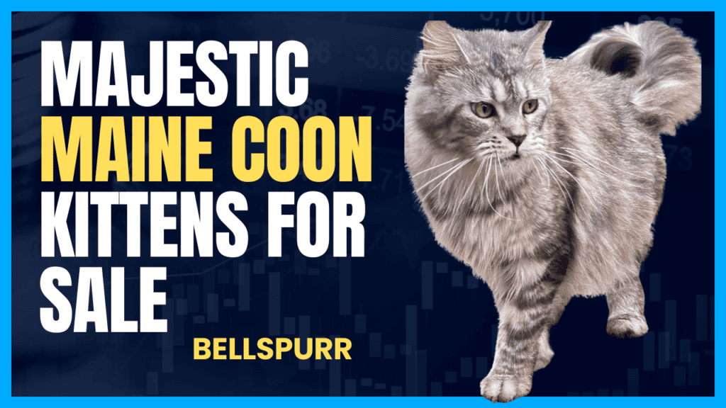 majestic-maine-coon-kittens-for-sale