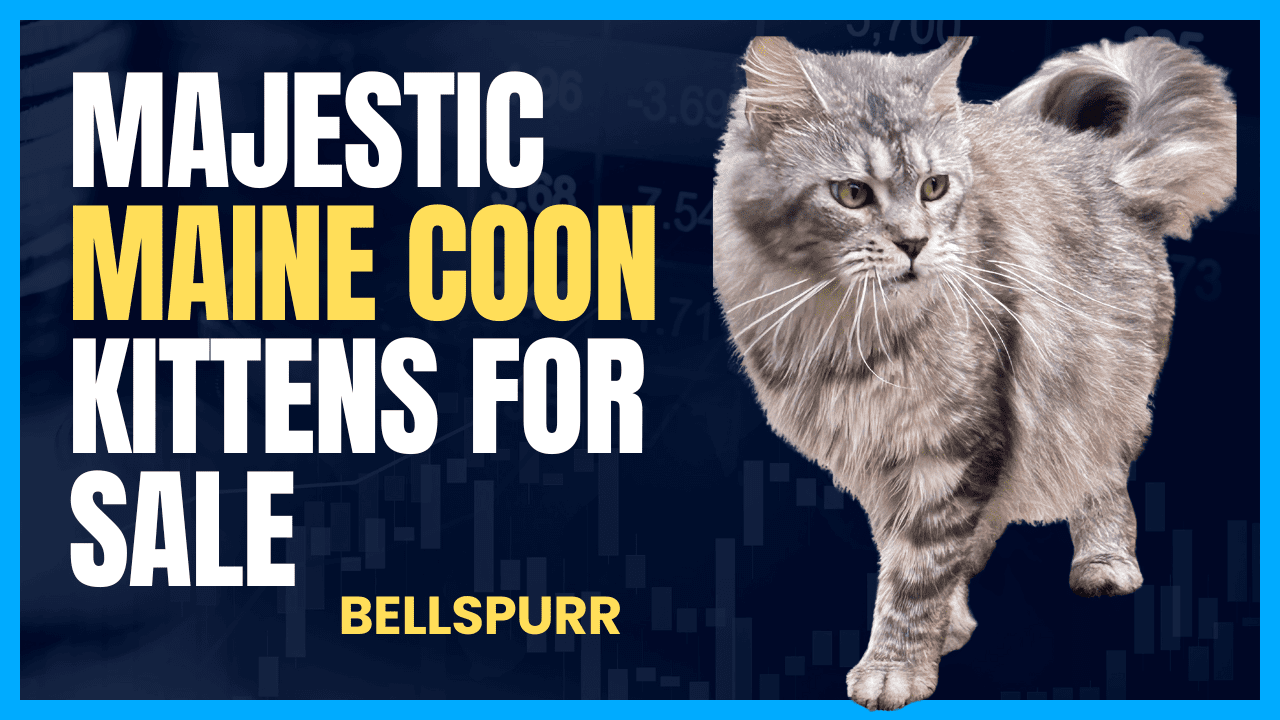 Majestic maine coon kittens for sale
