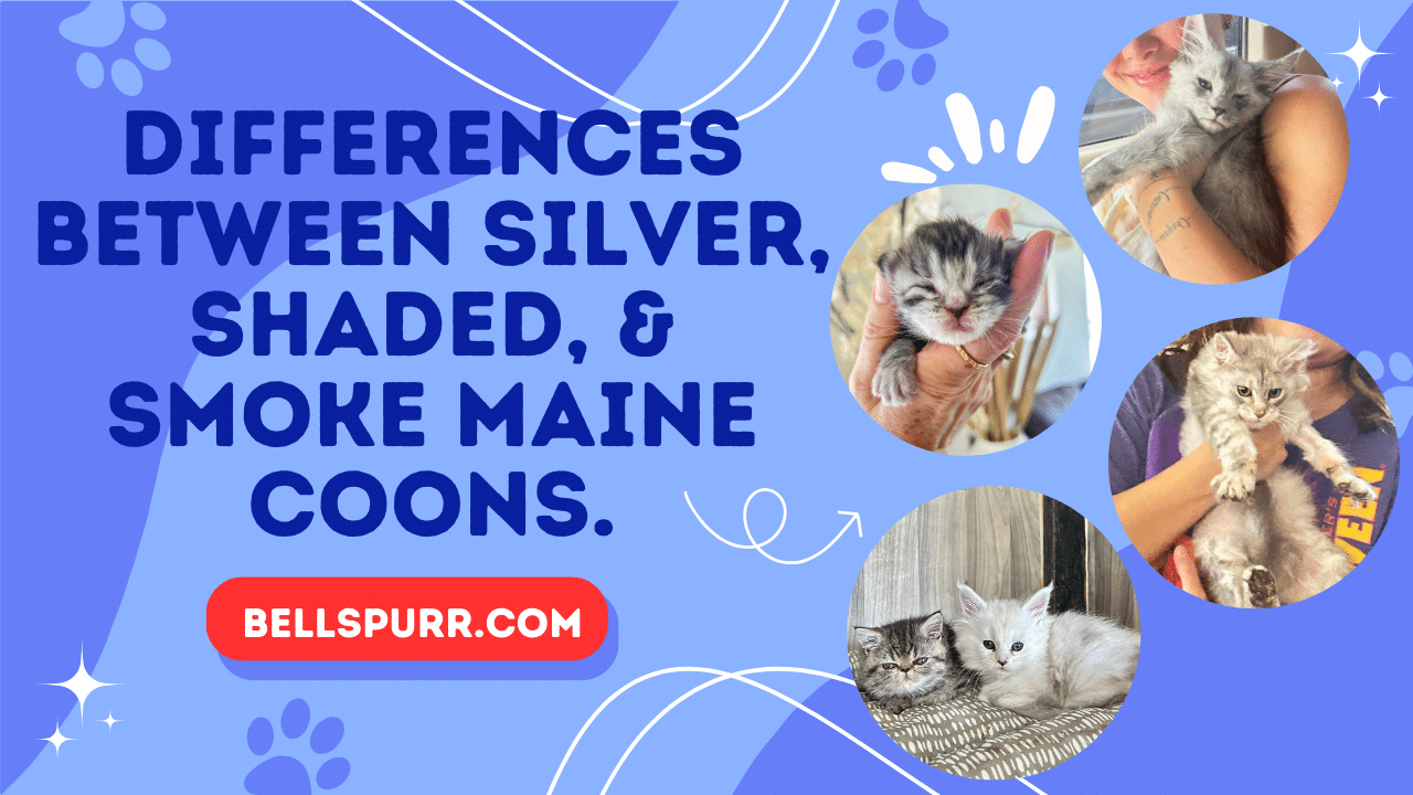 Differences Between Silver Shaded  Smoke Maine Coons