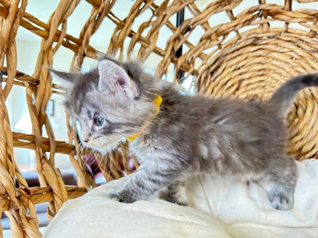Step by Step Maine Coon Litter Training Guide