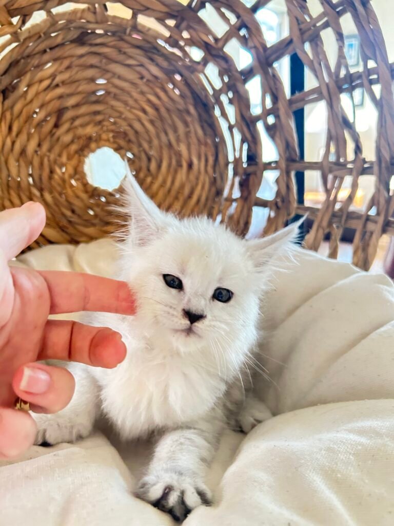Maine Coon kitten being gently petted, showcasing playful interaction and affectionate behavior in a cozy setting.