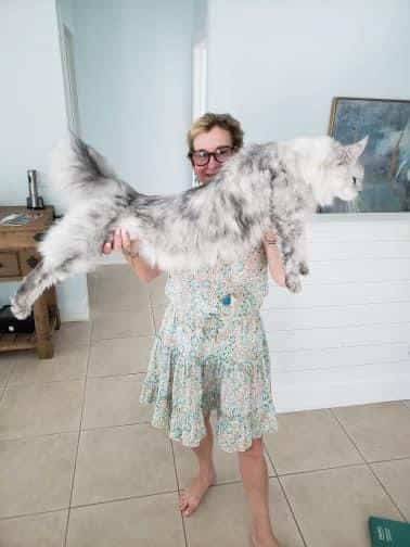 Texas Giant Maine Coon Cats