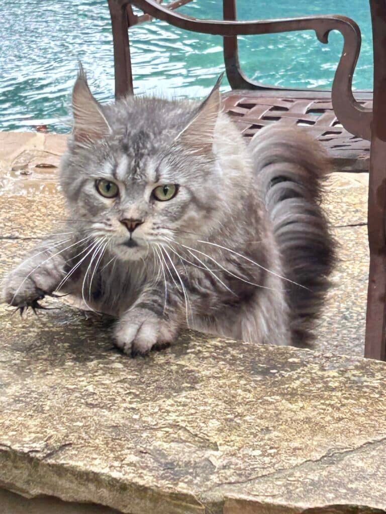 Lilly, a black silver tabby Maine Coon from Bellspurr, enjoying supervised time outdoors with her owner in San Antonio, Texas