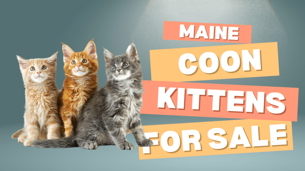 maine-coon-kittens-for-sale